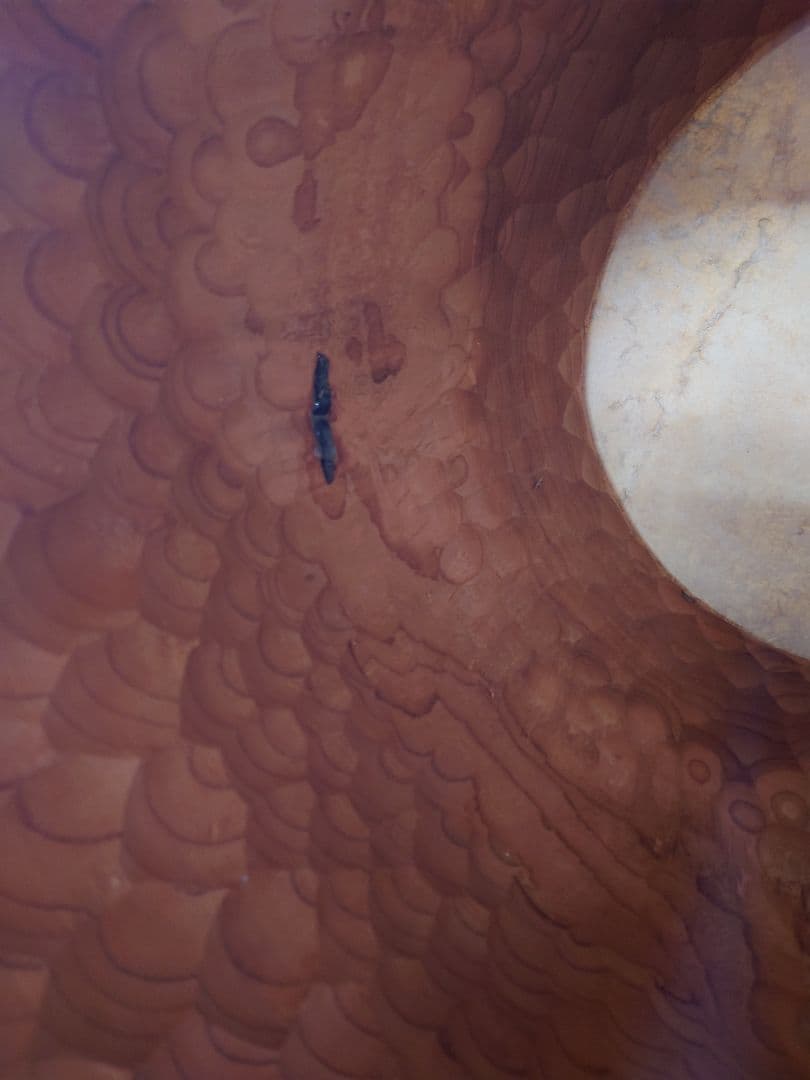 １尺６寸、ケヤキくり抜き胴。皮＝新品