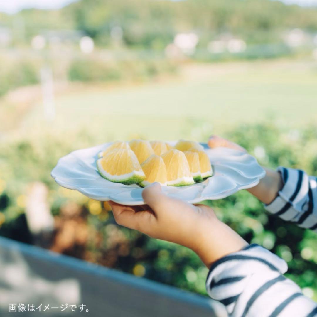 【波佐見焼】7寸輪花皿 プレート 白 2枚セット【イロドリ かもめ製作所】