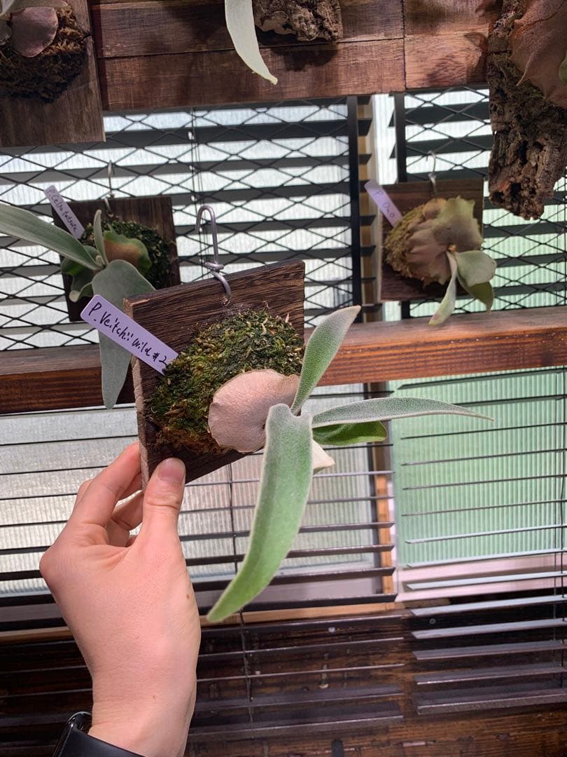 ビカクシダ P.veitchii wild 3rd limited - メルカリ