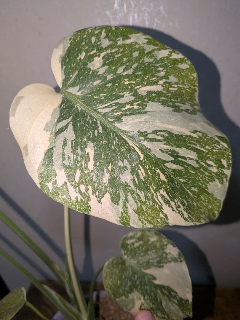 美株! モンステラデリシオーサ ホワイトスノー `White `