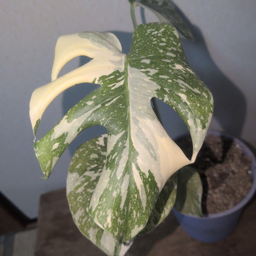 美株! モンステラデリシオーサ ホワイトスノー `White `