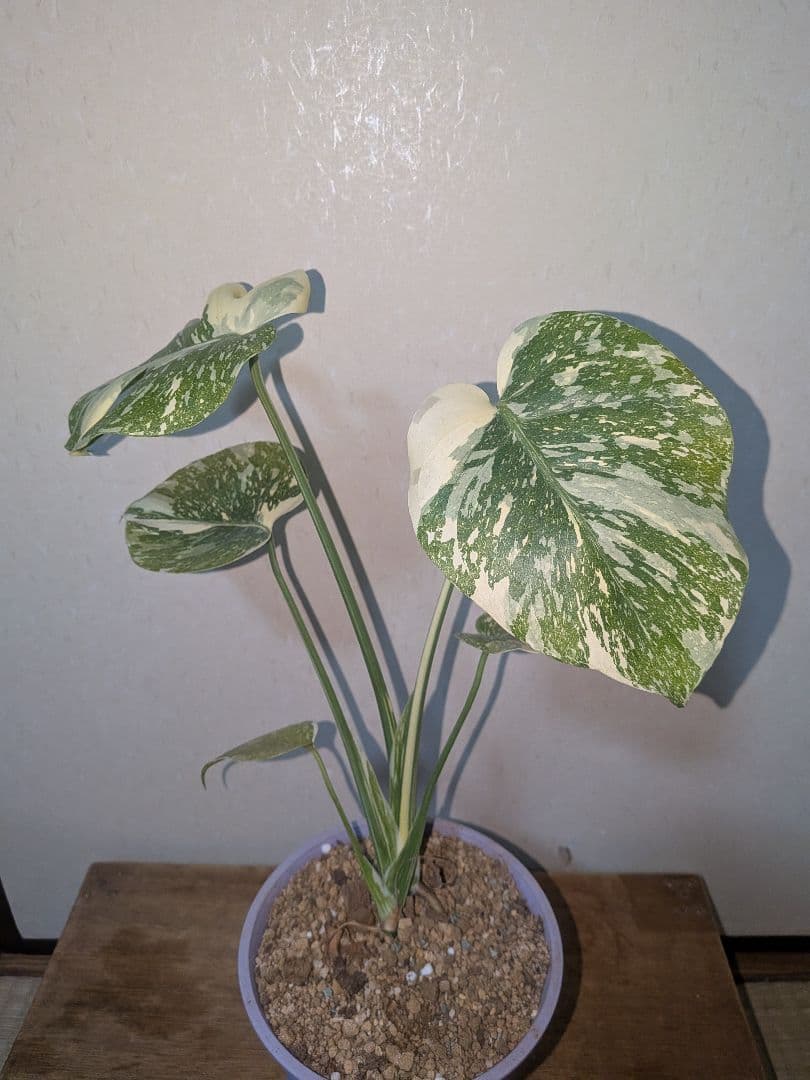 美株! モンステラデリシオーサ ホワイトスノー `White `