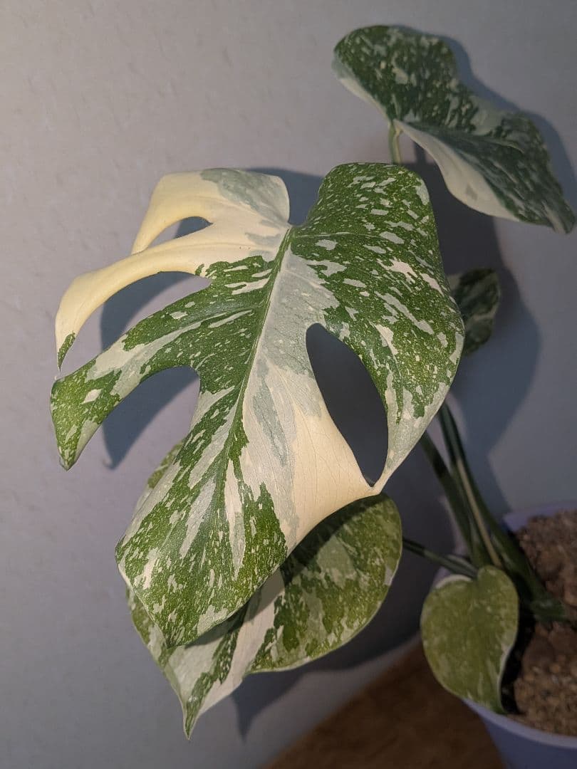 美株! モンステラデリシオーサ ホワイトスノー `White `