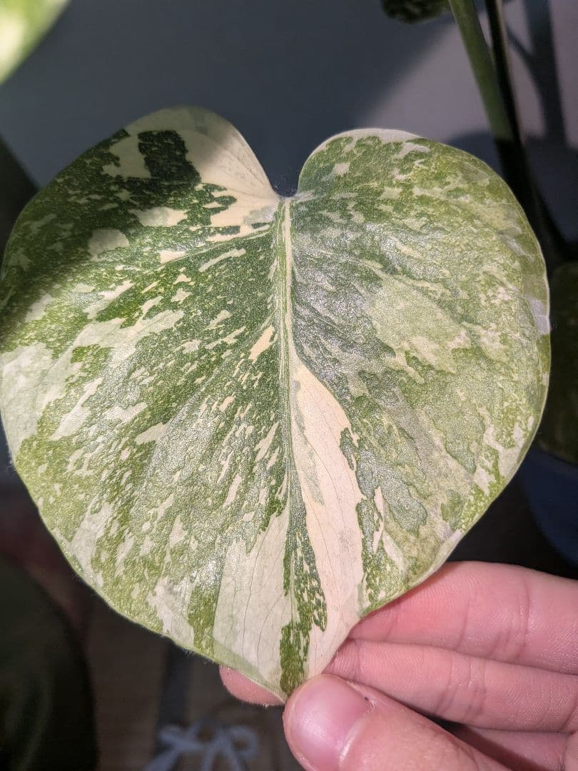 美株! モンステラデリシオーサ ホワイトスノー `White `