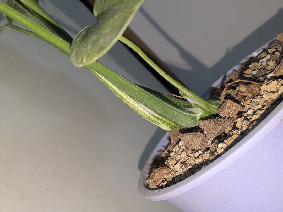 美株! モンステラデリシオーサ ホワイトスノー `White `