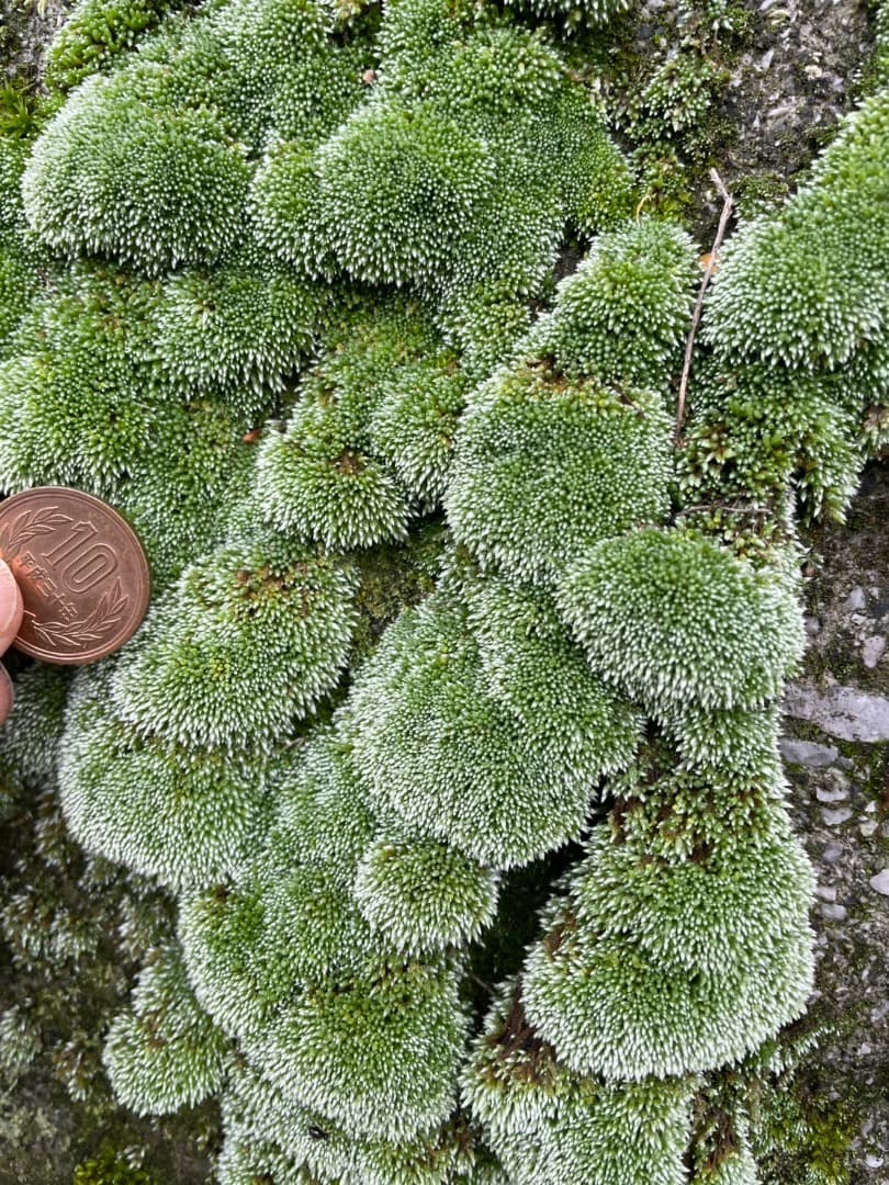 ギンゴケ 銀苔 生育状況確認用ページ