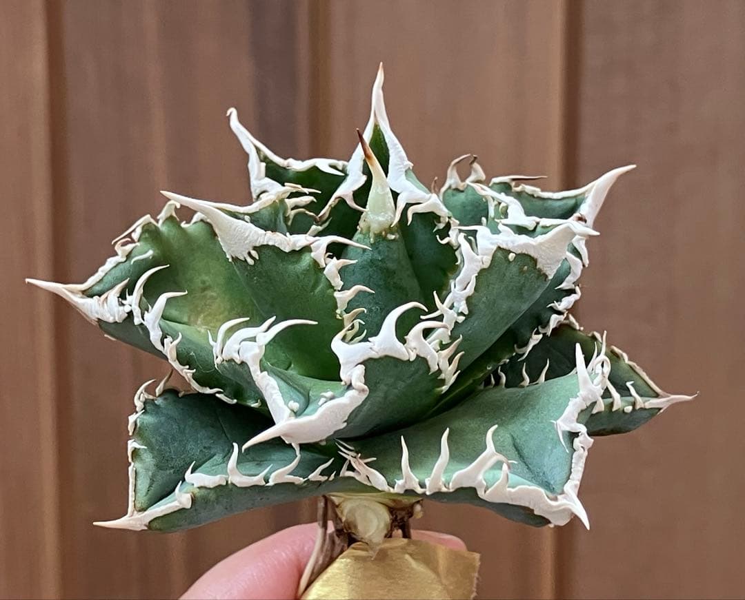 イ*オ様 【初売りオークション】63 特選　サイズ大　アガベ　白豪刺　TC