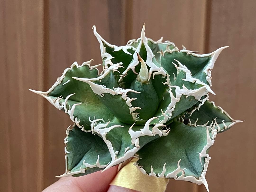 イ*オ様 【初売りオークション】63 特選　サイズ大　アガベ　白豪刺　TC