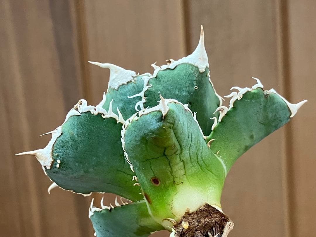 イ*オ様 【初売りオークション】63 特選　サイズ大　アガベ　白豪刺　TC