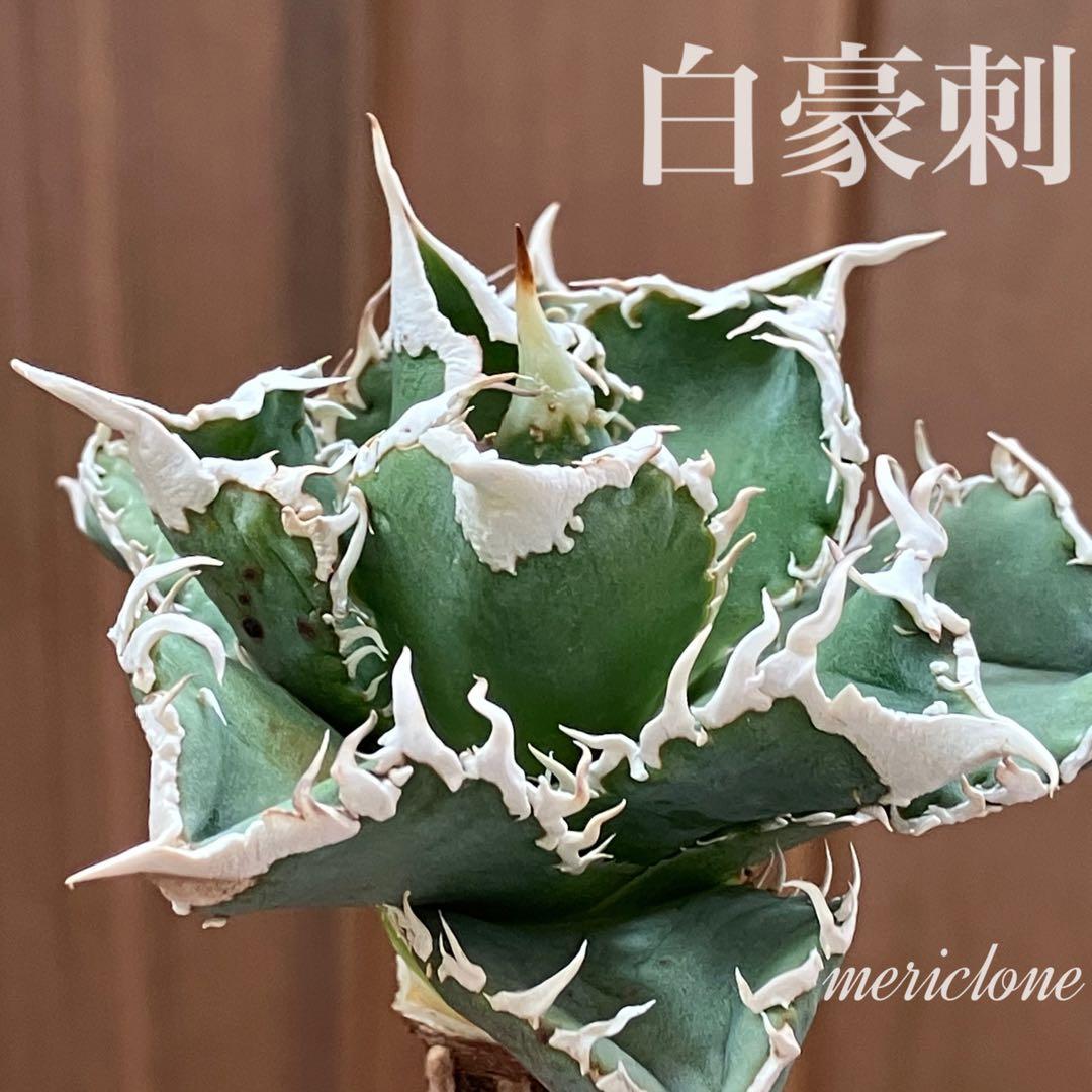 イ*オ様 【初売りオークション】63 特選　サイズ大　アガベ　白豪刺　TC