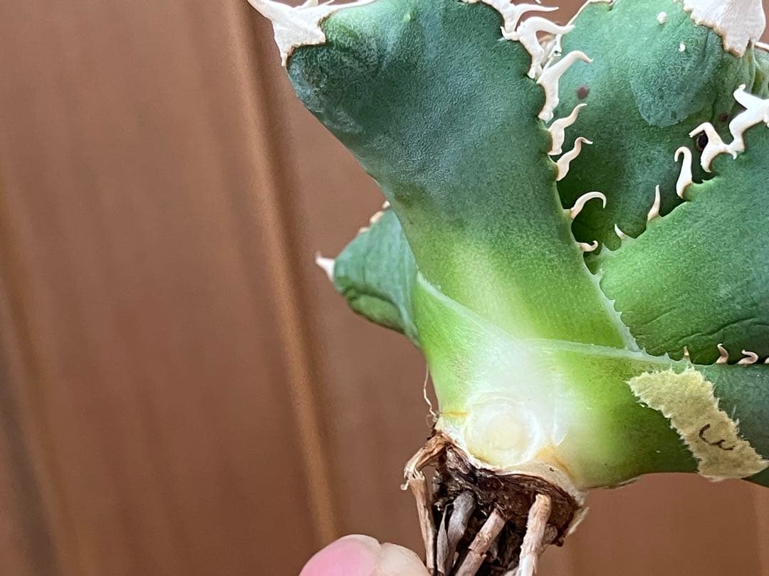 イ*オ様 【初売りオークション】63 特選　サイズ大　アガベ　白豪刺　TC