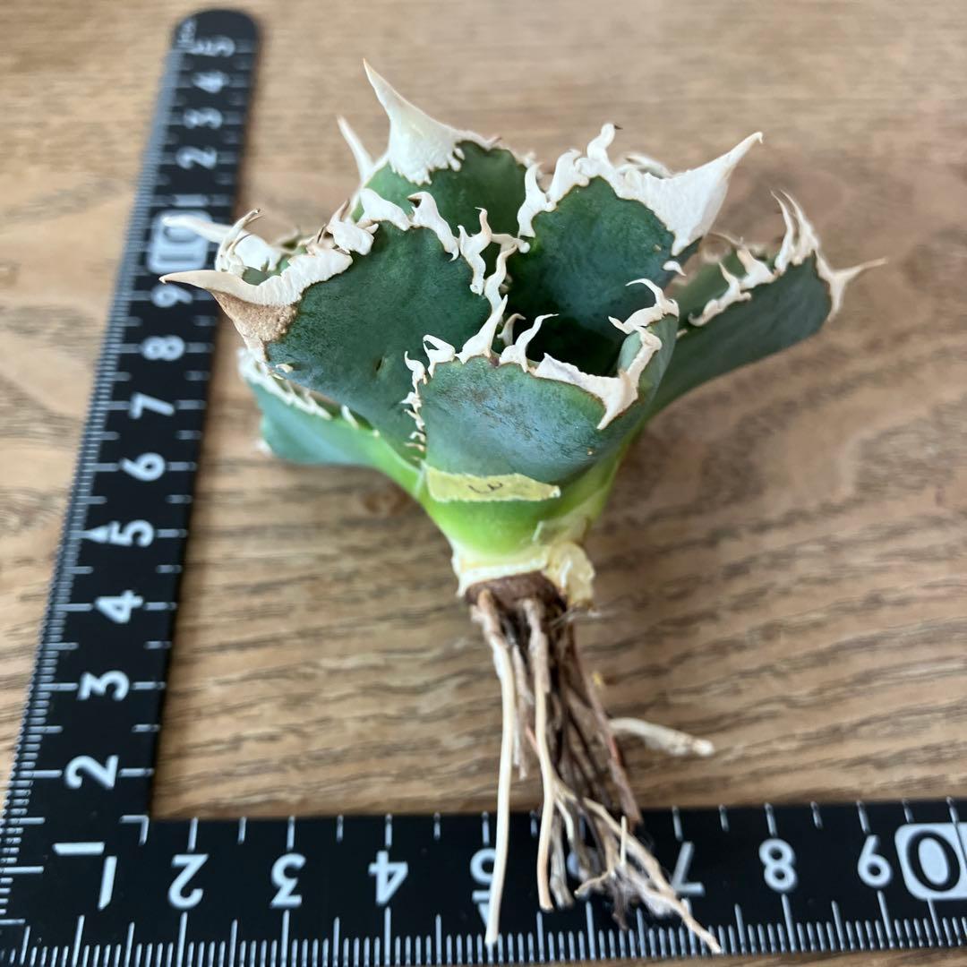 イ*オ様 【初売りオークション】63 特選　サイズ大　アガベ　白豪刺　TC