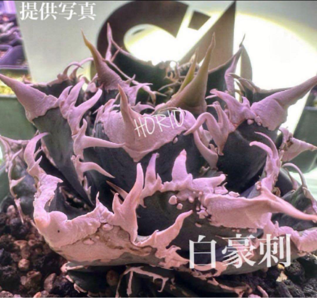 イ*オ様 【初売りオークション】63 特選　サイズ大　アガベ　白豪刺　TC