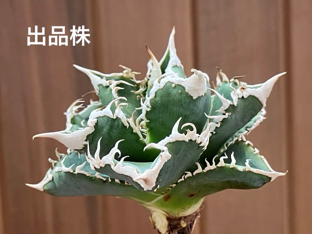 イ*オ様 【初売りオークション】63 特選　サイズ大　アガベ　白豪刺　TC