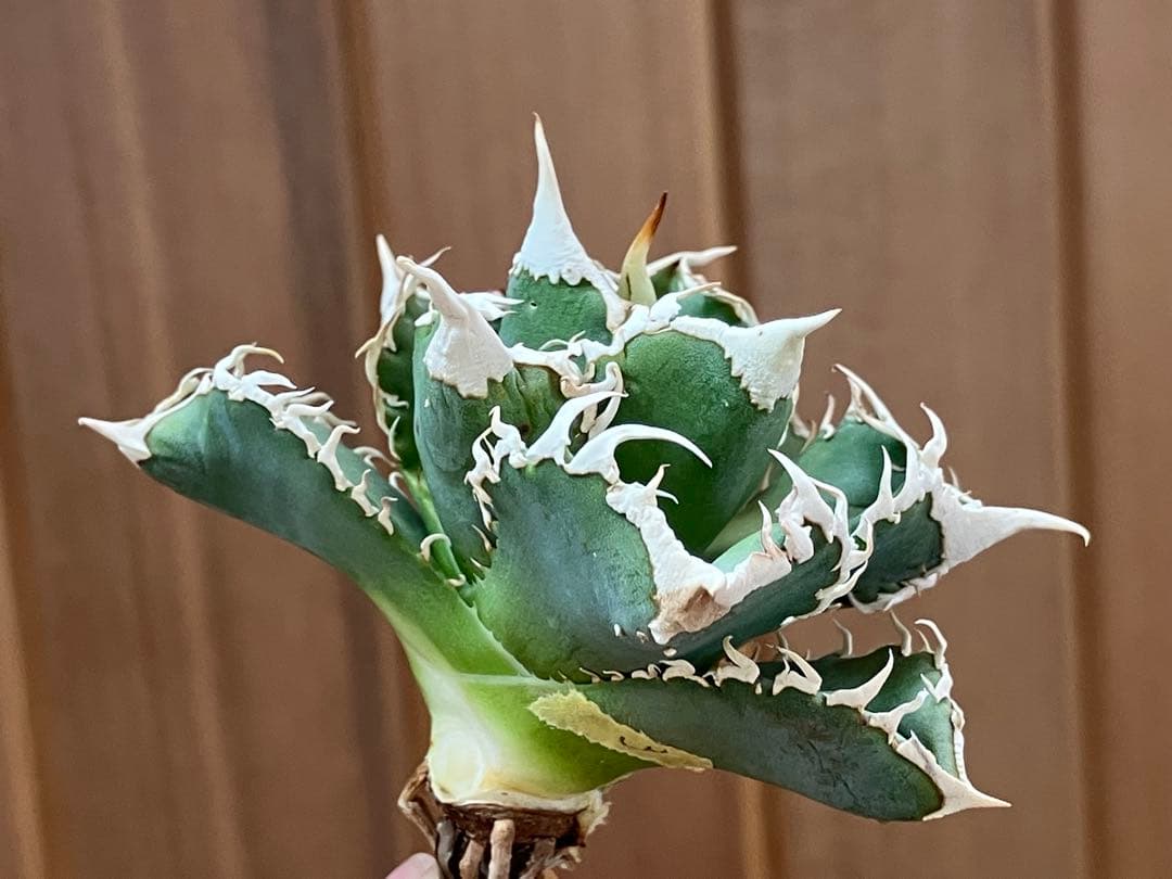 イ*オ様 【初売りオークション】63 特選　サイズ大　アガベ　白豪刺　TC