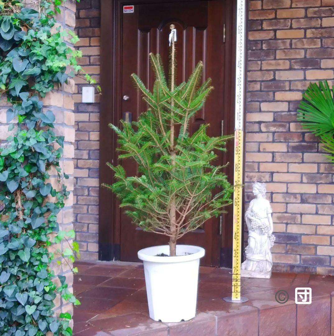 モミの木 苗木 大型 155cm❗12号❗綺麗な樹形 クリスマスツリー 鉢植済