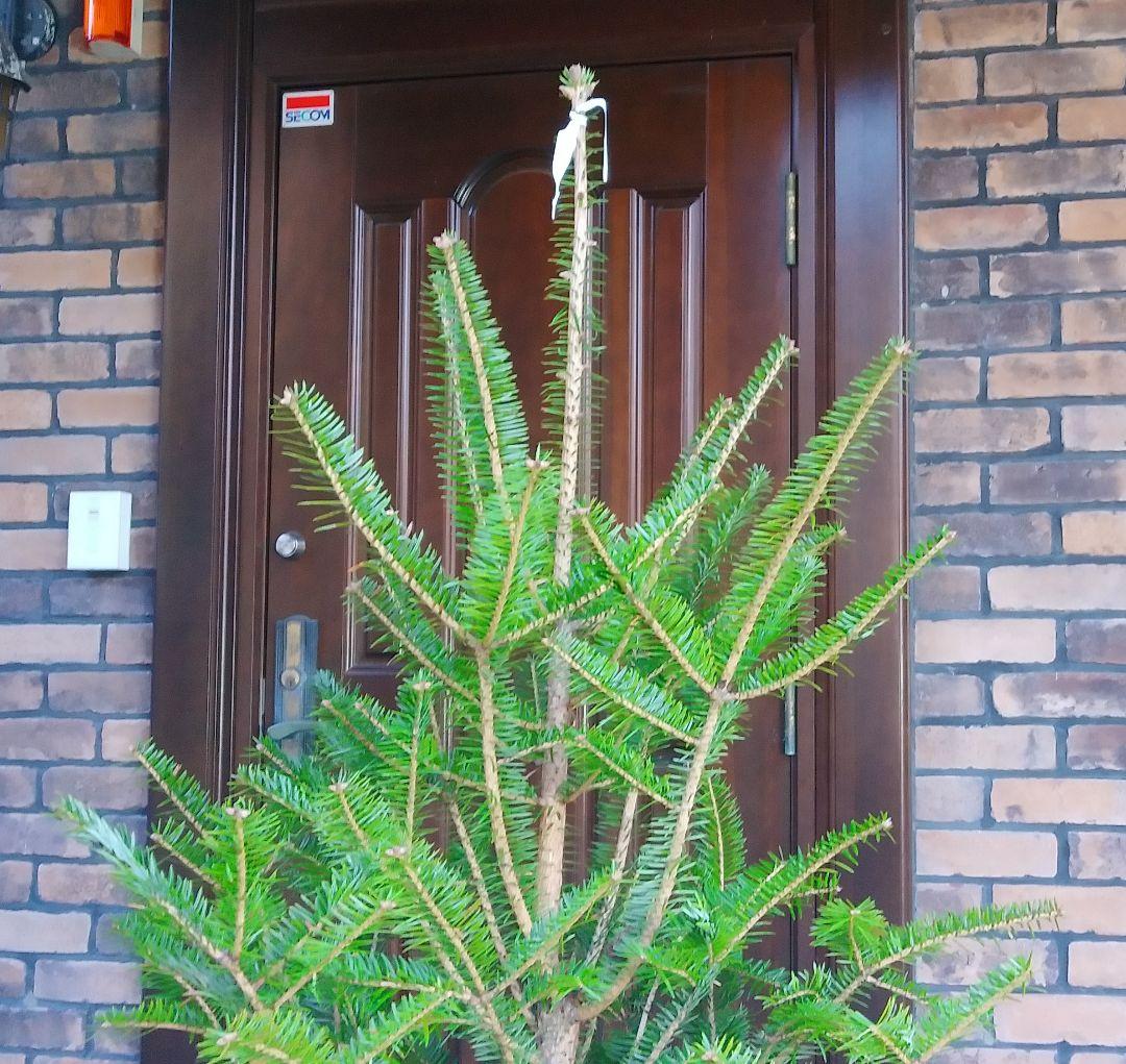 モミの木 苗木 大型 155cm❗12号❗綺麗な樹形 クリスマスツリー 鉢植済