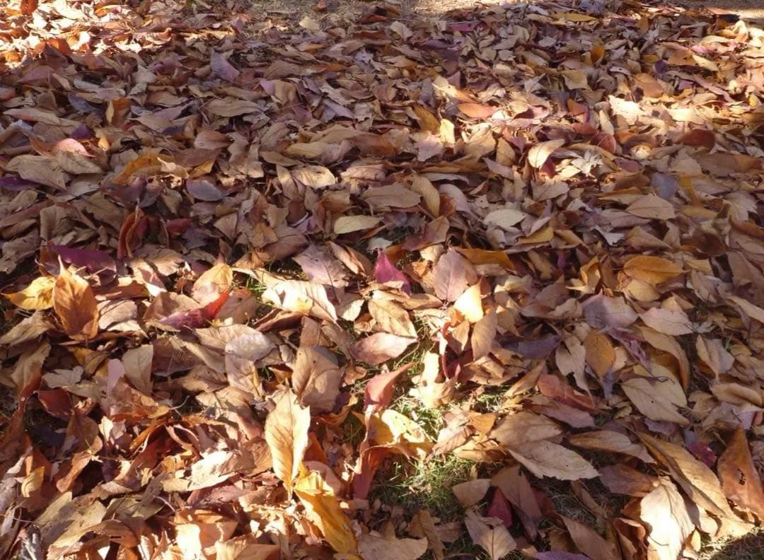 Panasonic DMC-FX60 デジタルカメラ シルバー 動作確認済み