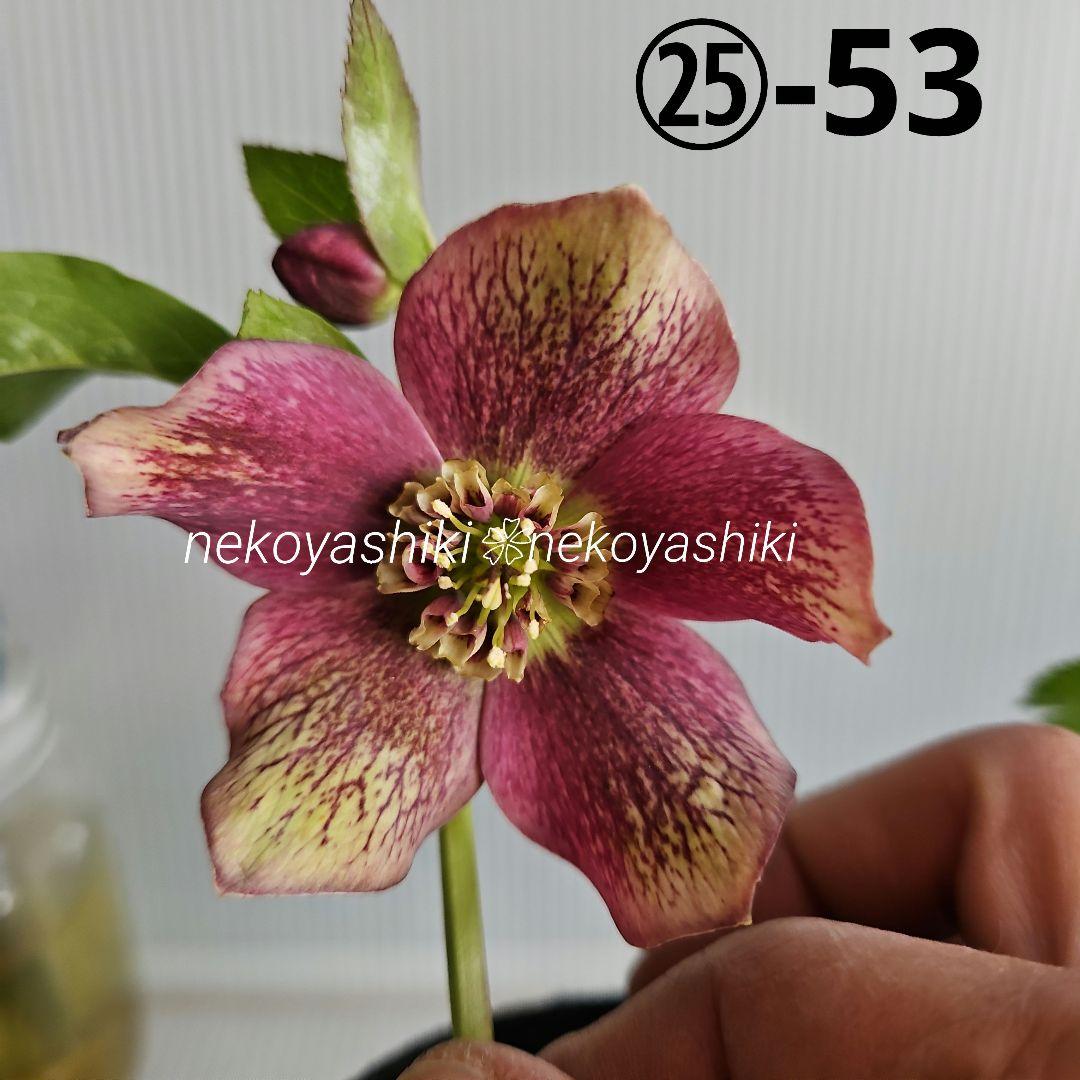 ボリビアンマンゴスチン アチャチャイル 実生5年の通販｜coupongo.ca