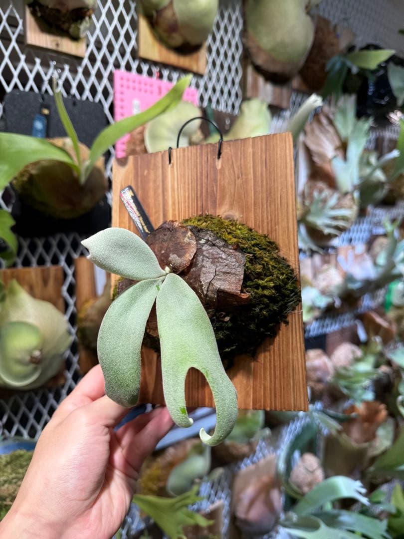 亮二様確認用　まとめ買い　3株