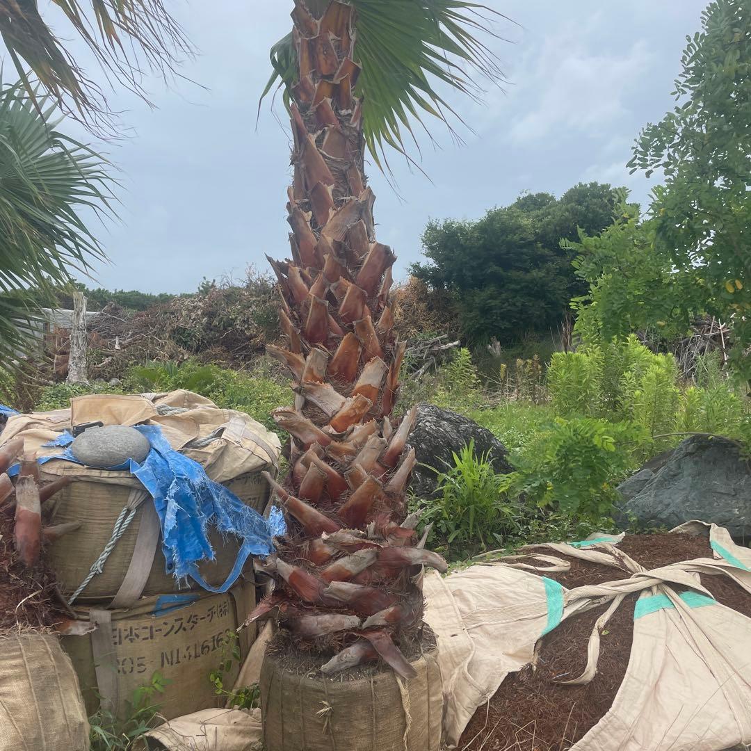 ワシントンヤシ 極太