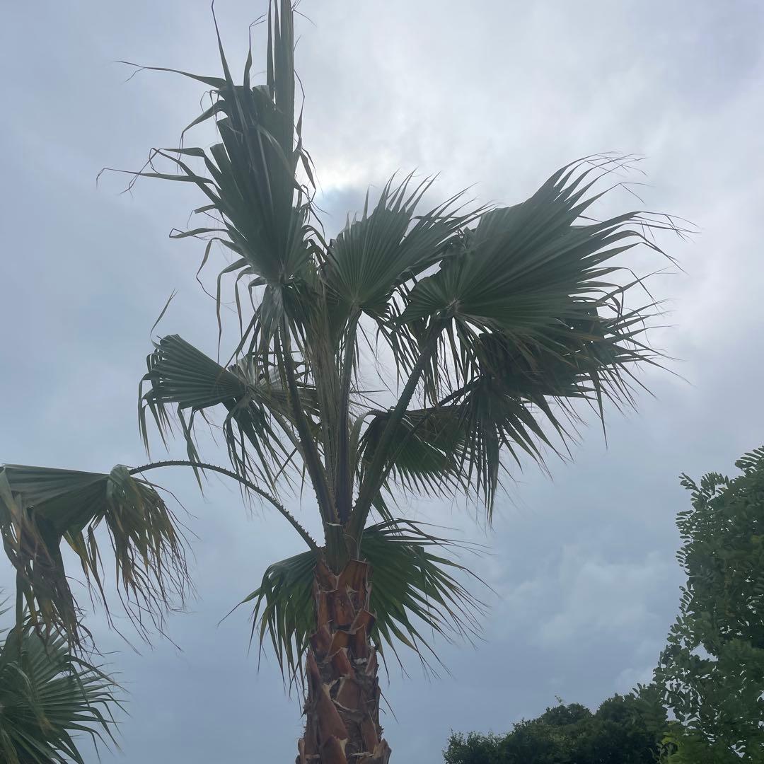 ワシントンヤシ 極太