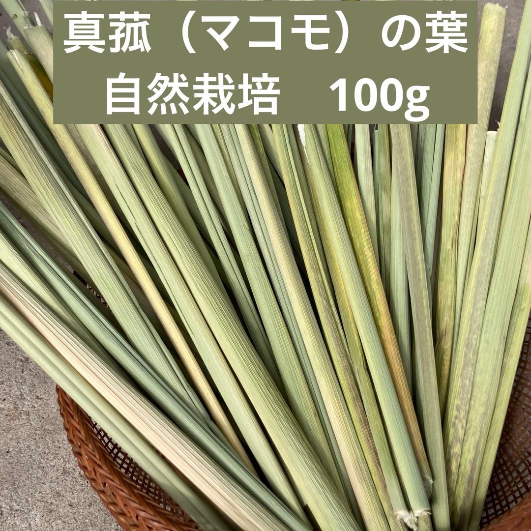 真菰（マコモ） 乾燥葉（根元部分） 100g 自然栽培 2025年 福岡県産