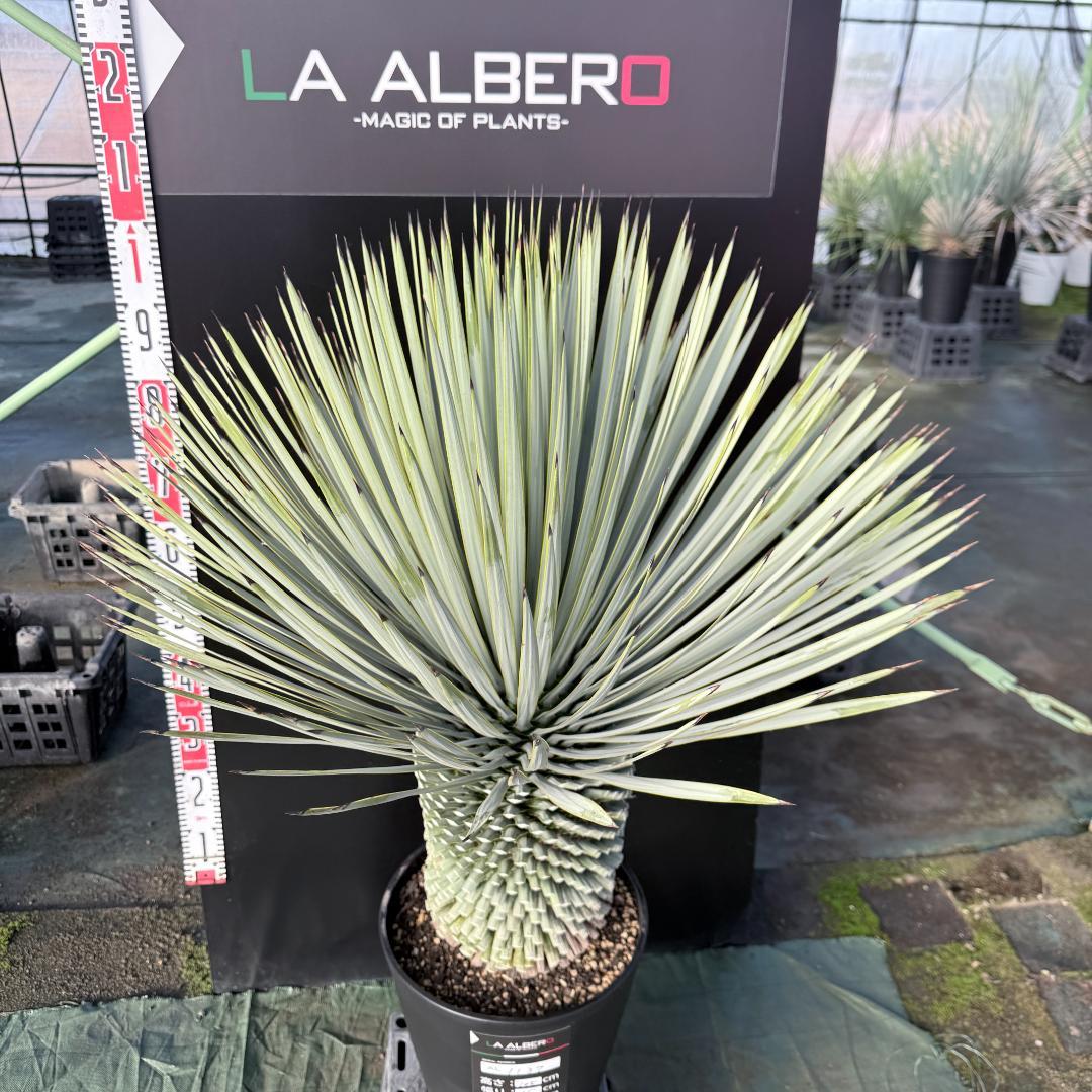 【AL1137】ユッカ　ロストラータ　超超美形 シルバーブルー　感動個体