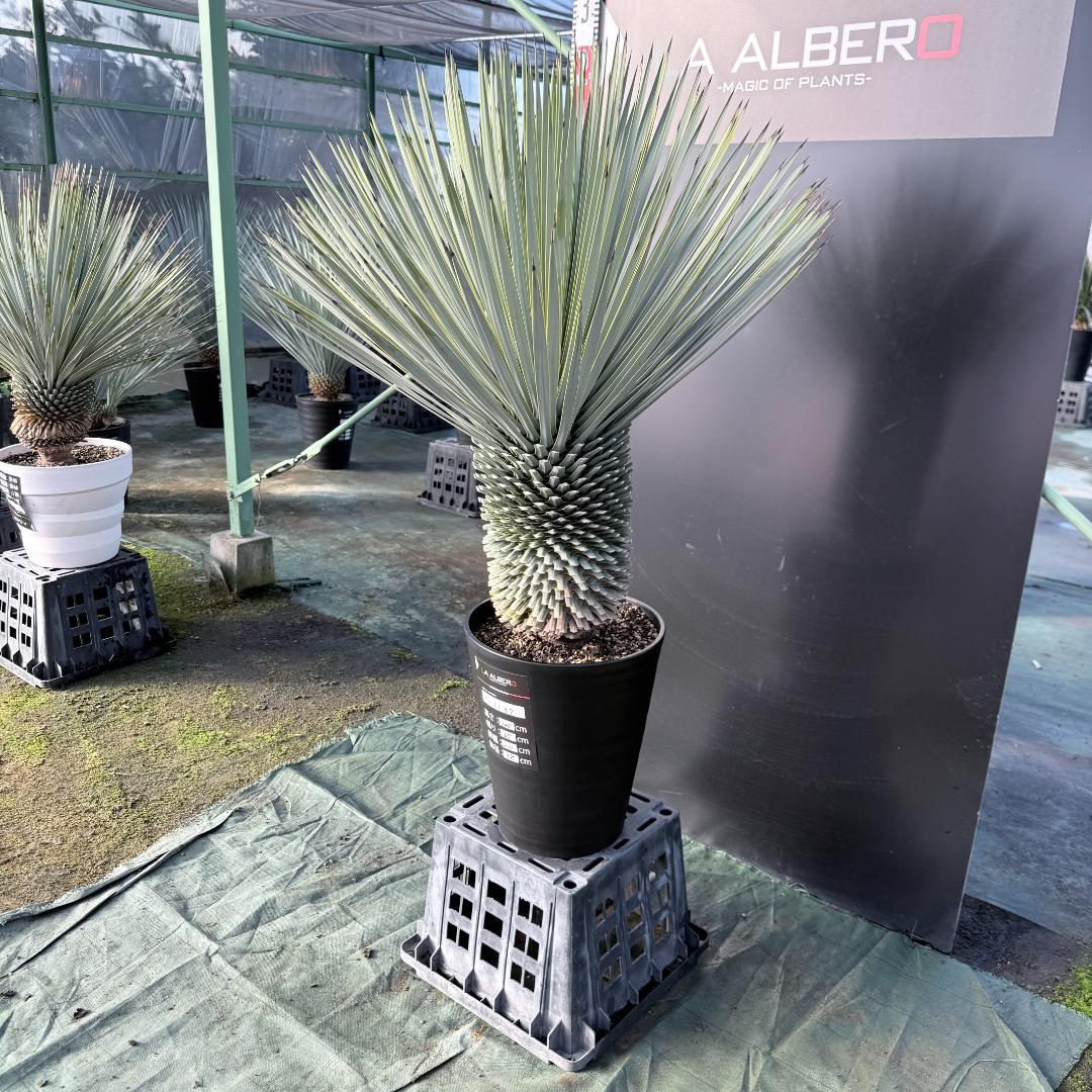 【AL1137】ユッカ　ロストラータ　超超美形 シルバーブルー　感動個体