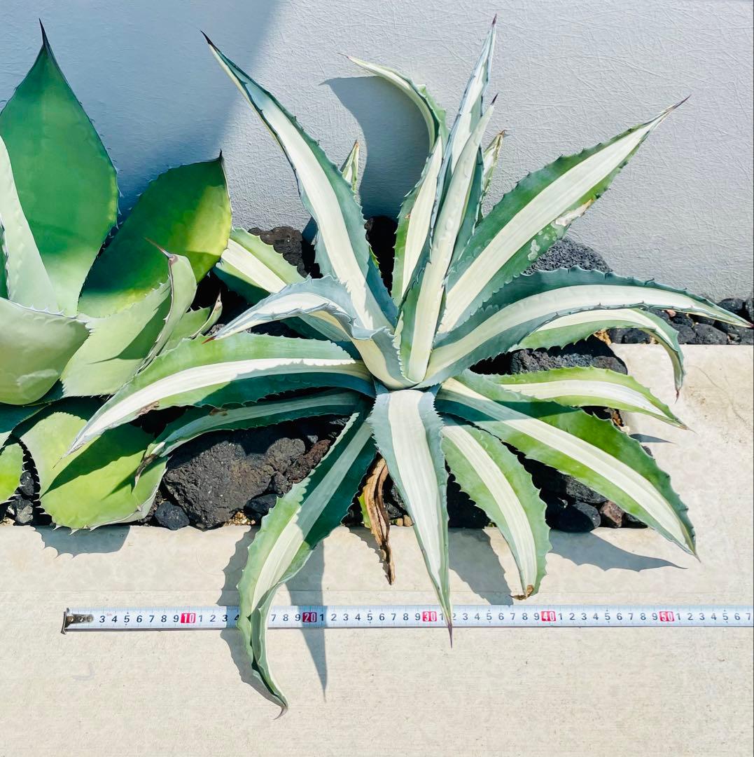19,800→18,800円☆地植40㎝×55㎝超大株美株アガべアメリカーナ華厳