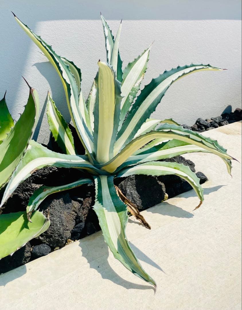 19,800→18,800円☆地植40㎝×55㎝超大株美株アガべアメリカーナ華厳