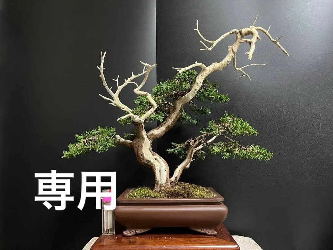 真柏盆栽 糸魚川真柏 双幹太幹 古木 中品 樹高天ジン含まず26cm (黒松