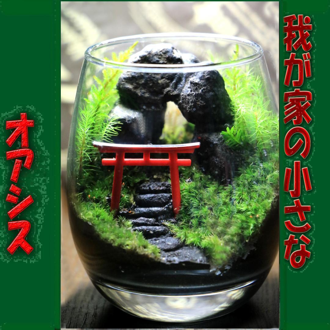 苔テラリウム コケリウム 和み ハイゴケ 鳥居 心癒す我が家のオアシス