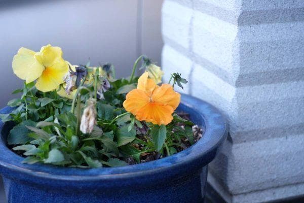 ★快調！光学美品★SONY E PZ 16-50mm F3.5-5.6 OSS