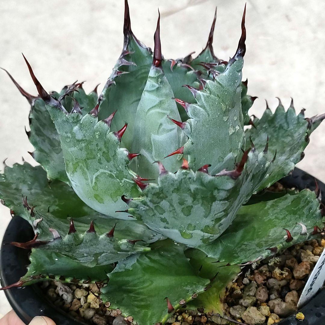 アガベ ハイブリッド パライシ （パラサナ×イシスメンシス）子株