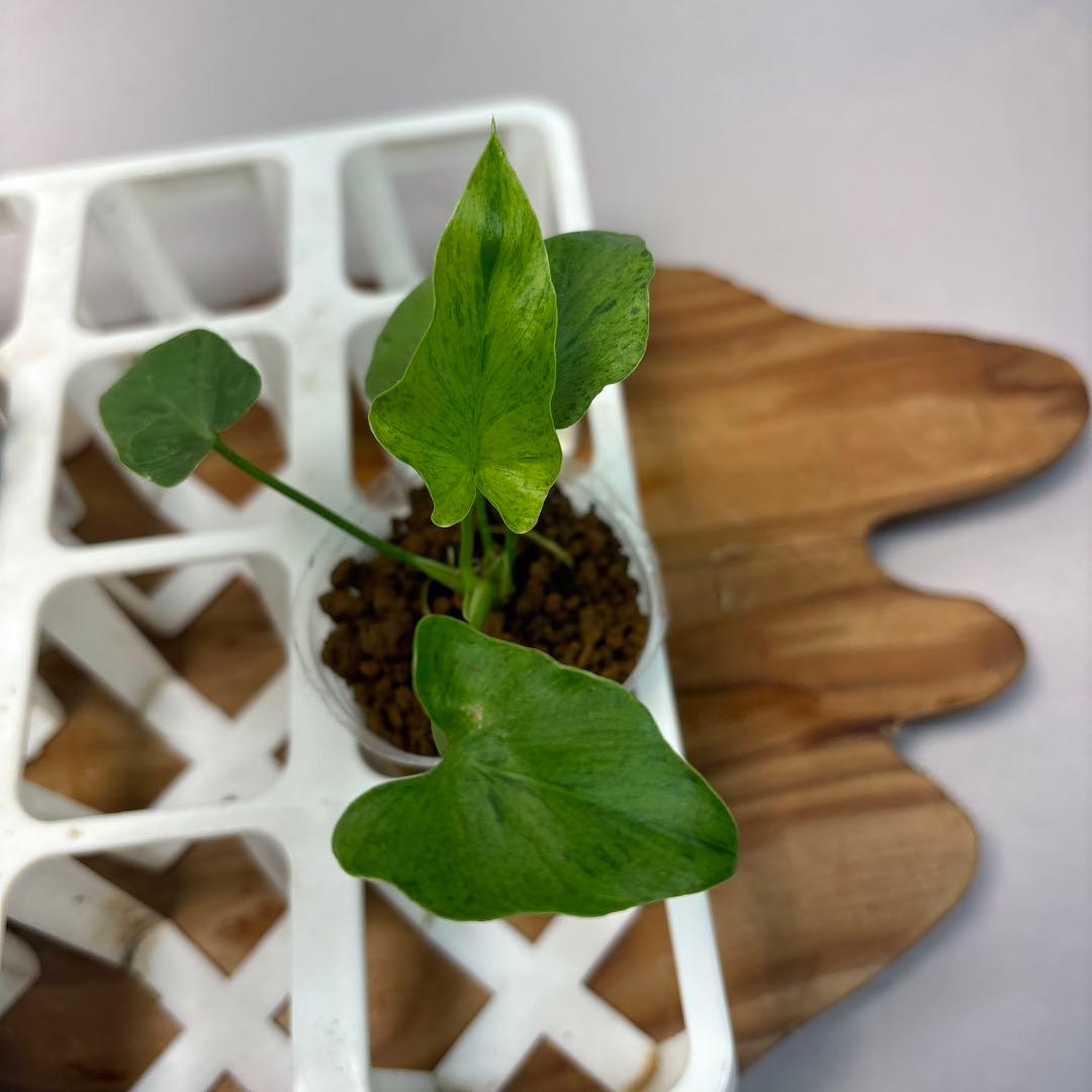 た*ま様 5株セットL046selloum Var フィロデンドロン・セローム・