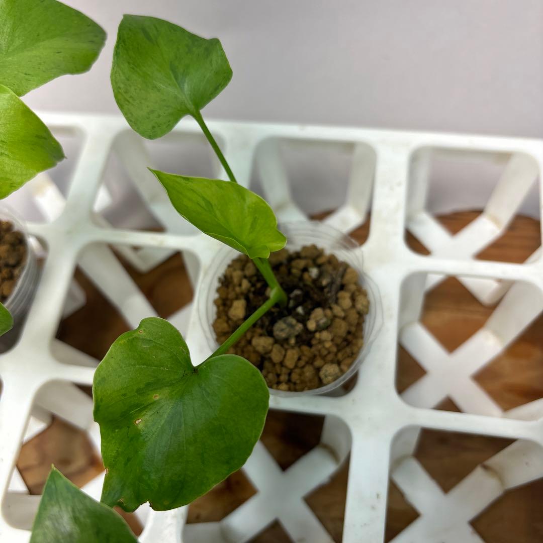 た*ま様 5株セットL046selloum Var フィロデンドロン・セローム・