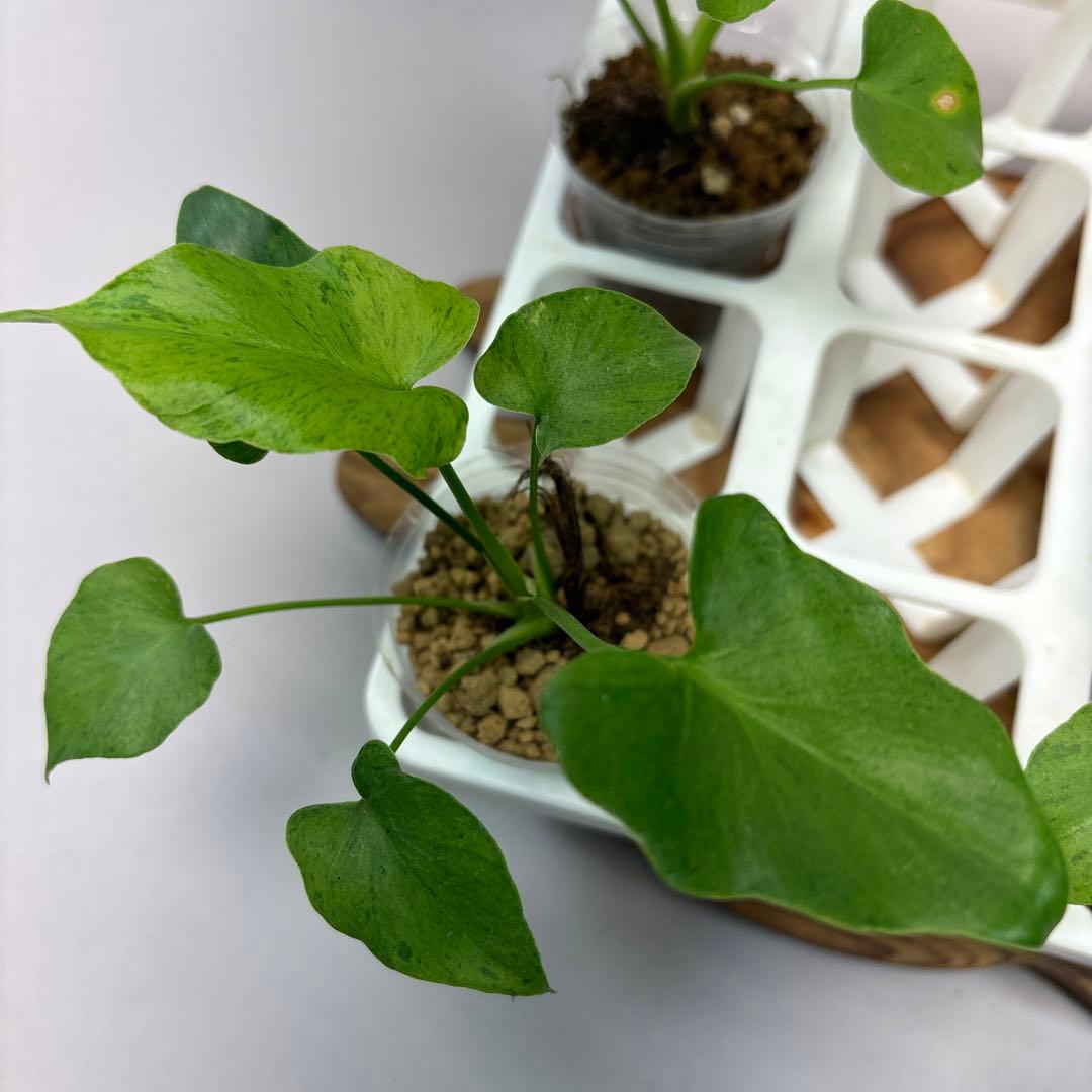 た*ま様 5株セットL046selloum Var フィロデンドロン・セローム・