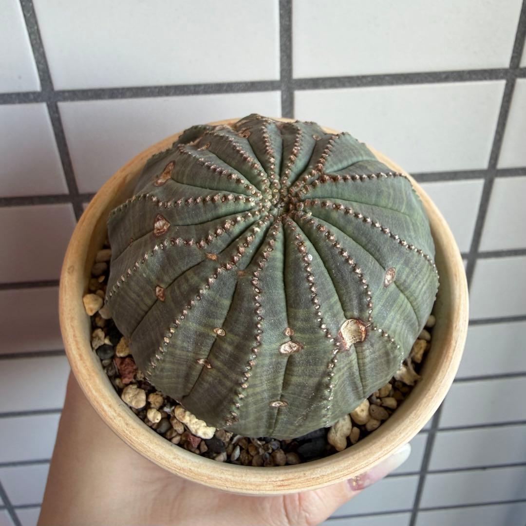 G*N様 ユーフォルビア オベサ モンスト 13稜 扁平 捻れタイプ