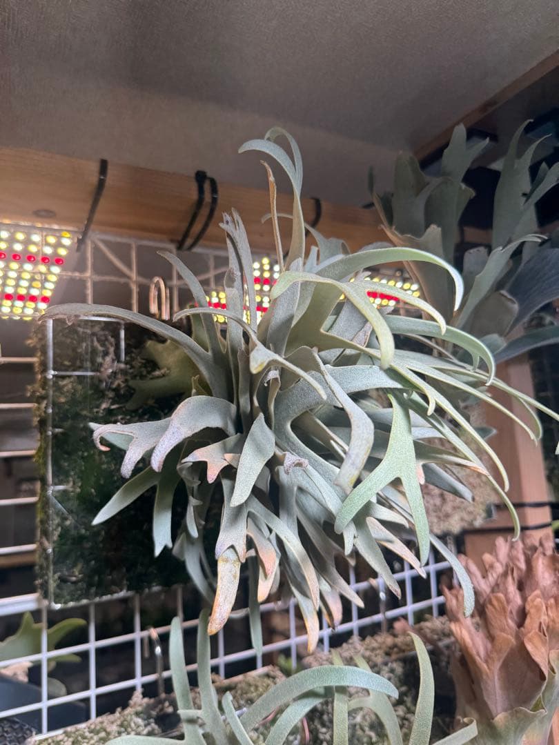 willinckii #1 mr.kai dwarf ビカクシダ　脇芽大きめ