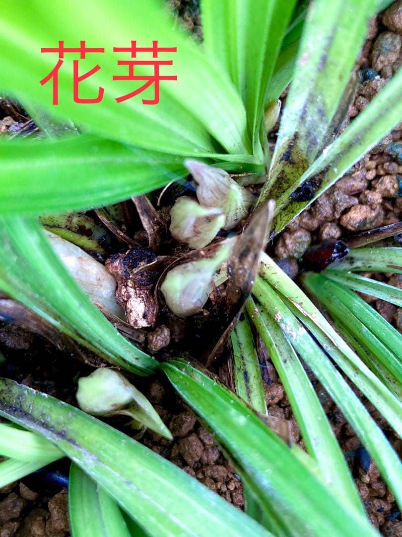 天然野生の春蘭＊花芽9個の超巨大優良株/根が頑丈で抜群！】シュンラン