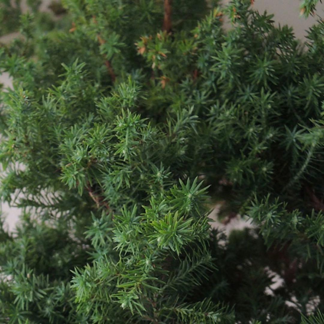 ヒムロスギ ♥️ご予約ご相談ページ