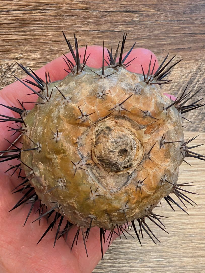 ア*エ様 コピアポア　シネレア　黒王丸　強棘①