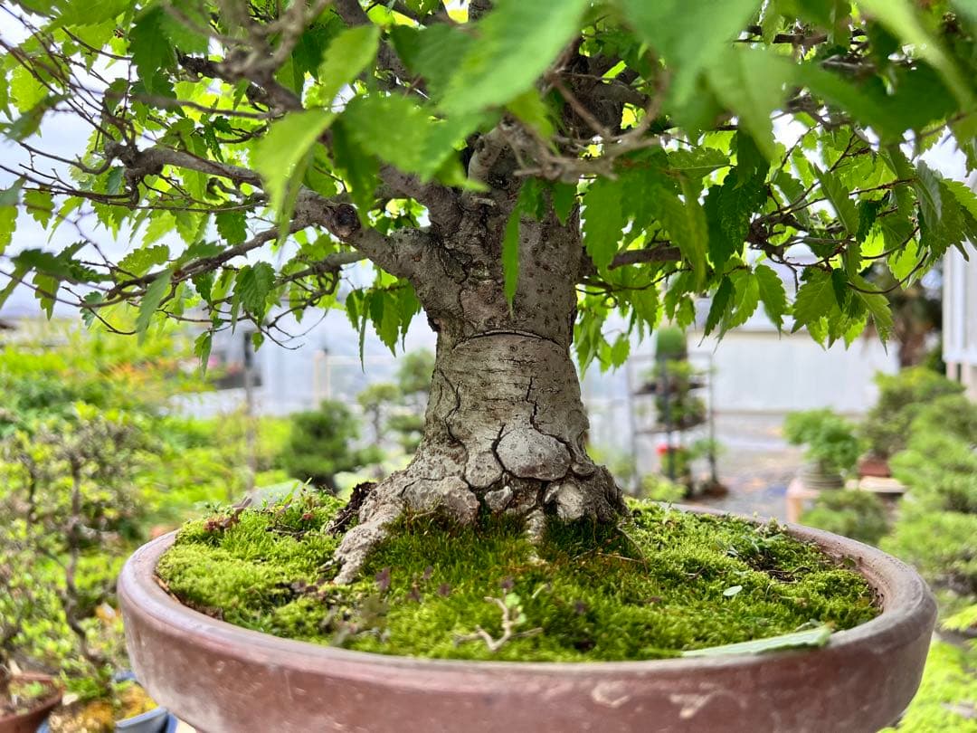 極太】展示会向用 欅 ケヤキ 盆栽 真柏 黒松 赤松 五葉松