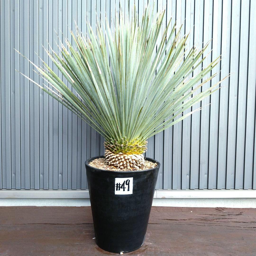 49 ユッカ ロストラータ yucca rostrata（発根済） - メルカリ