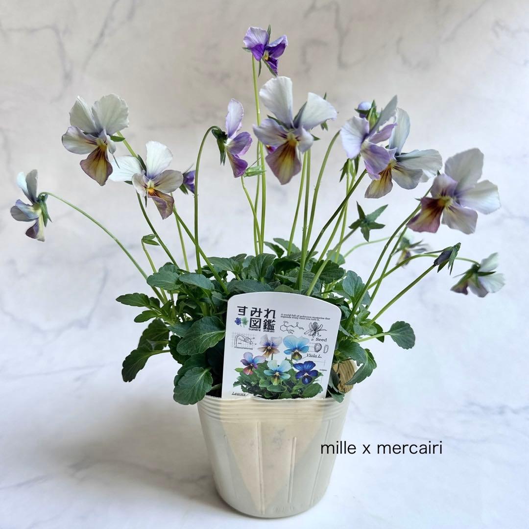 珊*瑚様 ビオラ「すみれ図鑑」 紫水 - メルカリ