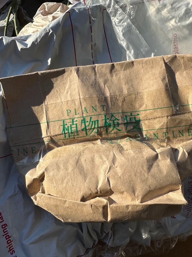 アデニアペチュエリー種子　10個