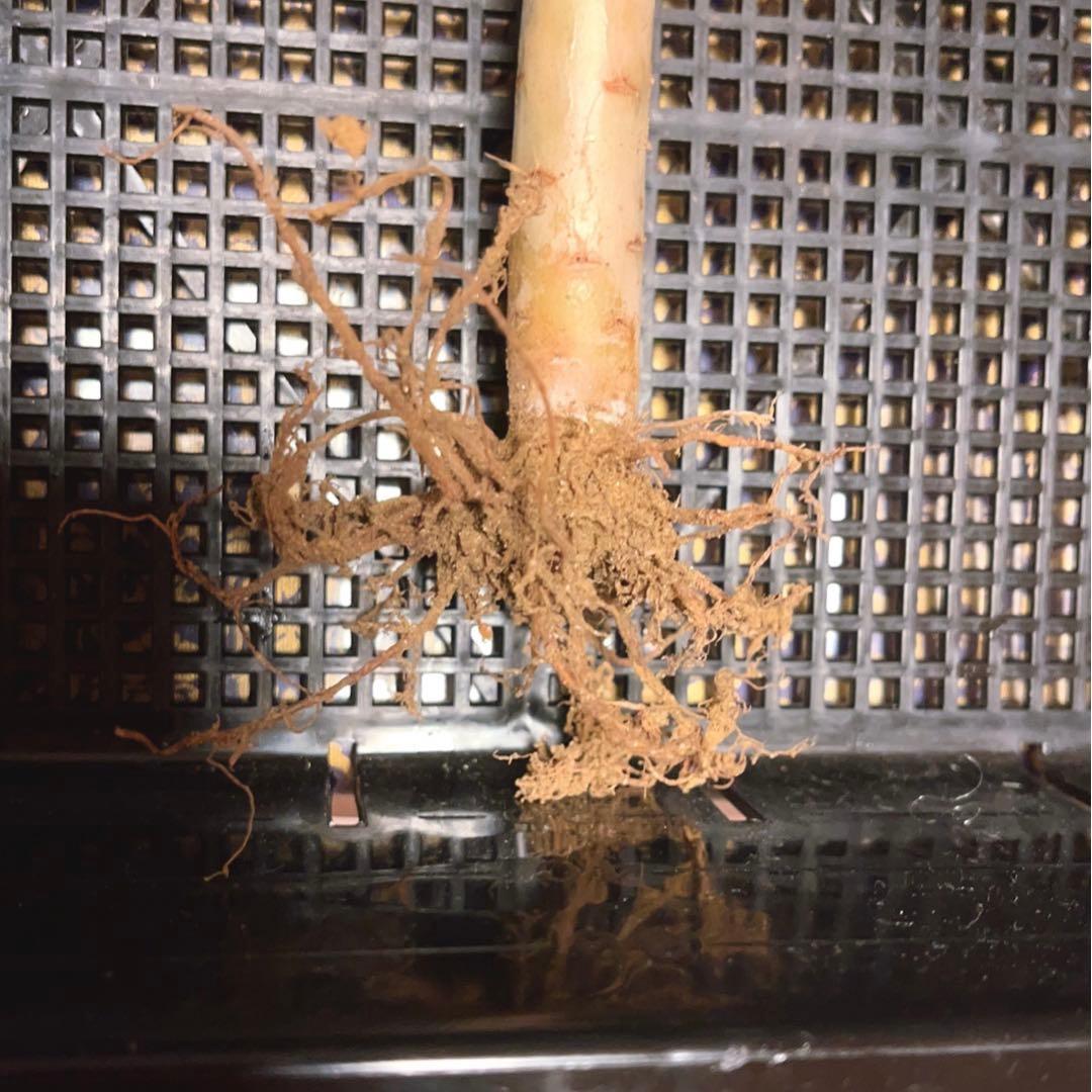 22 #多肉植物アエオニウム錦❤️紅魔女❤️1頭21cm拔き苗