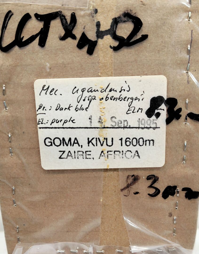 ウガンダオオツノハナムグリ 標本 73mm 濃青色美麗個体 - メルカリ