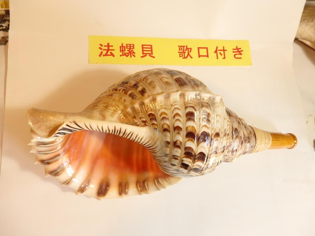 法螺貝 約41㎝ 木製歌口,新品　 MH-447